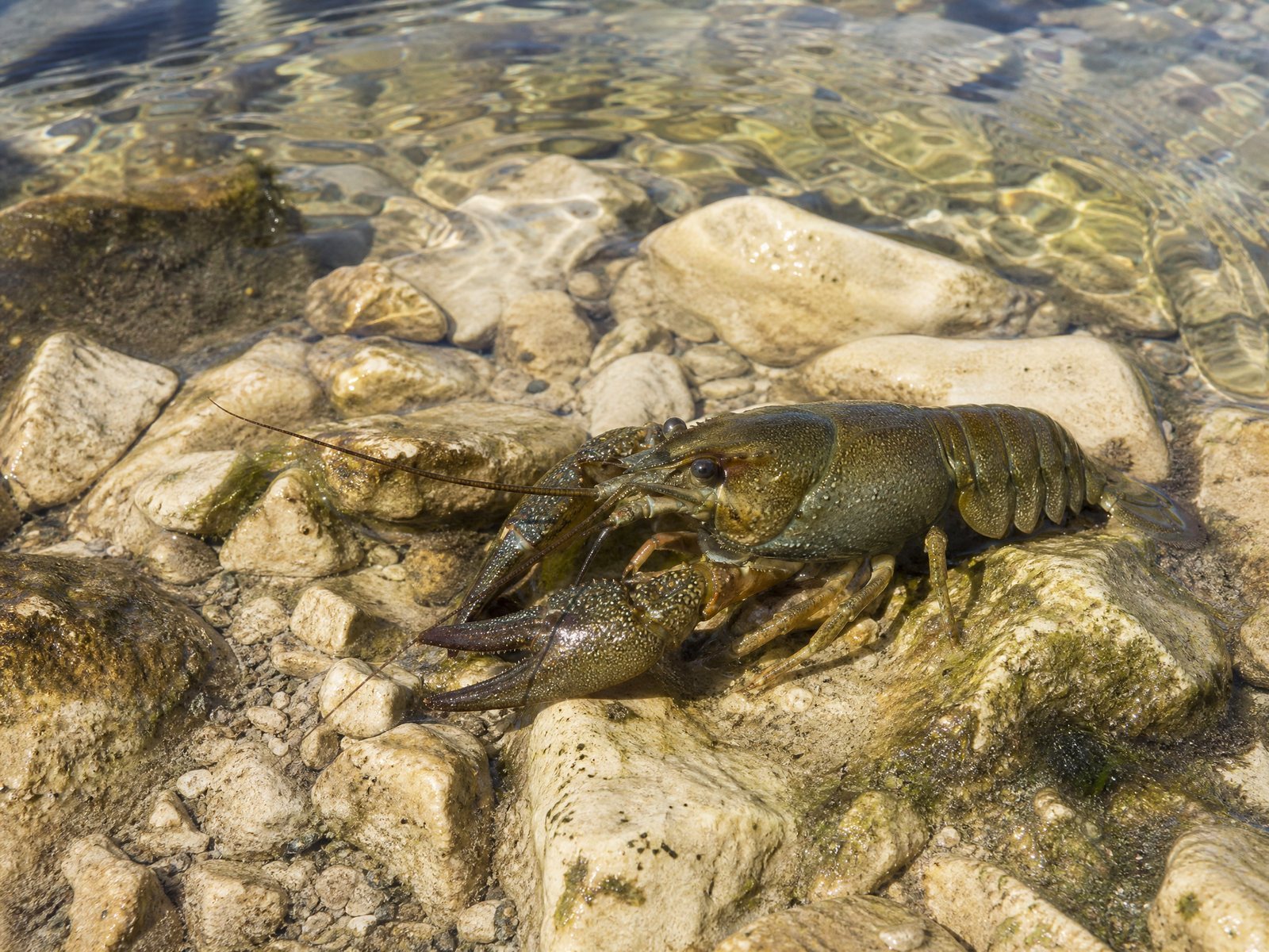 Rivierkreeft